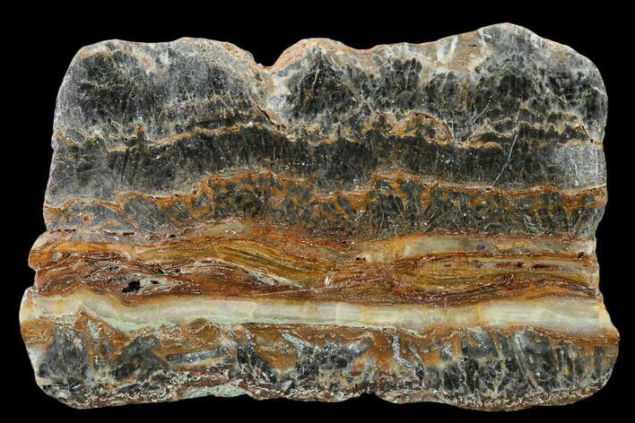 Rare North Pole Dome Stromatolite Slice - Billion Years #150685